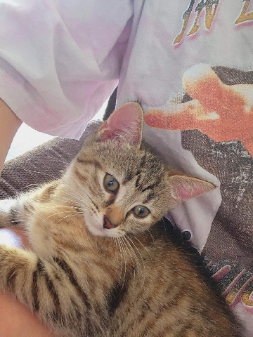 kitten for free