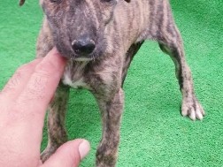 Galgo Español – Galgo Español – La Carlota