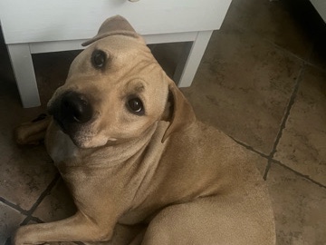 Mixed Breed – Sweet  Female  Luna Looking for a Loving Home – Orlando
