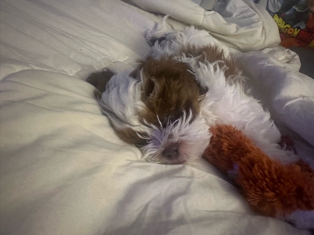 Shih Tzu – shih tzu – Detroit