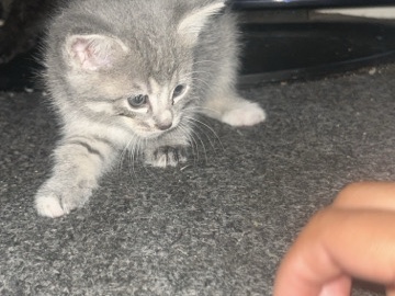Baby kitten – Ontario