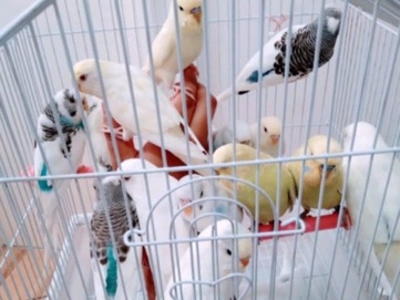 Budgerigar – Budgies – Richmond