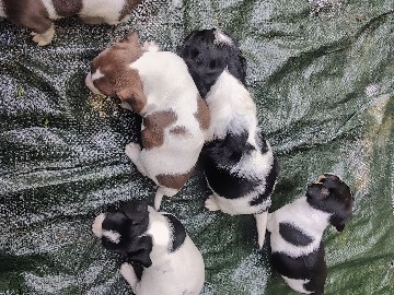 Dachshund – 10-Week-Old Dachshund Mix Puppies (Rehoming) – Kittrell