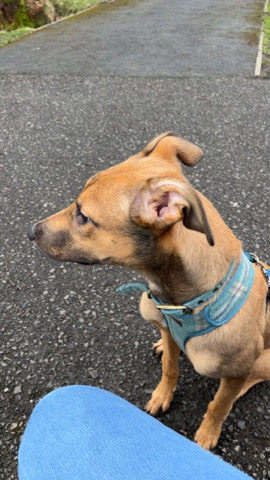 Greyhound – lurcher pup for sale