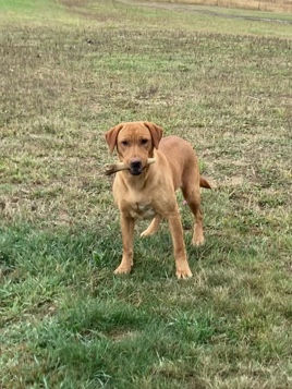 Labrador Retriever – Labrador retriever female for sale