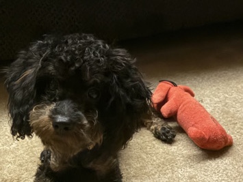 Cockapoo – Cockapoo – Hawkins