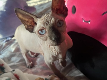 Sphynx – young baby sphynx