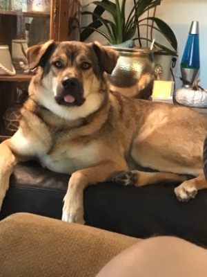 Others - Rehoming our med. size dog. available for adoption in Abbotsford