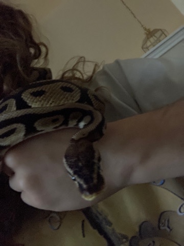 Any – Doobie the male Ball python Snake