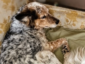 Australian Shepherd – Intelligent country dog needs her country home – Cleveland