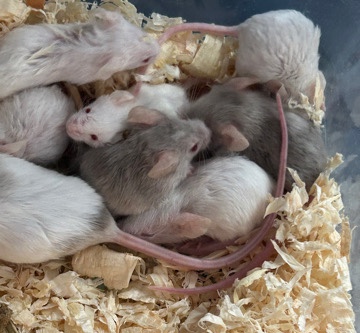Any – fancy mice