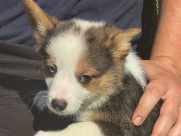 Pembroke Welsh Corgi – American Corgi Faith – Folsom