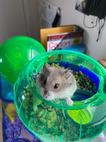 Female Dwarf Hamster