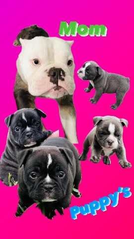 Bull and Terrier – American bullies micro Bullies