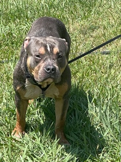 American Bulldog – American bulldog for sale