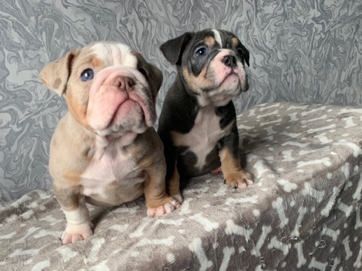 Olde English Bulldogge – English bulldogs