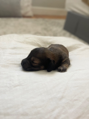 Dachshund – Miniature LH Dachshund