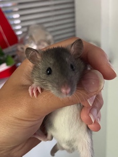 Baby Rats