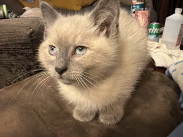Friendly Young Kitten Available for Adoption in Bessemer – Bessemer