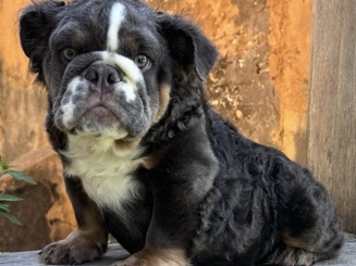 Bulldog – Fluffy English Bulldog Puppy – Sweet & Loving – Brunswick