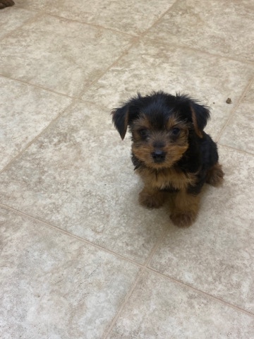 Yorkshire Terrier – parti Yorkshire