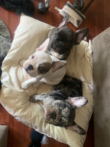 French Bulldog – French bulldogs