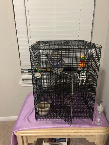 2 female sugar gliders need home