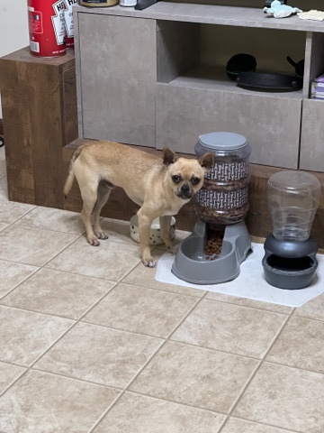 Chihuahua – Chug for Sale