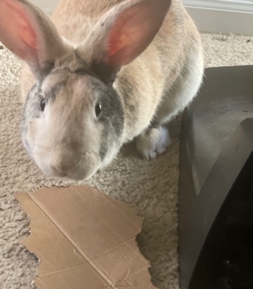 Rex – Sebastian Rex rabbit