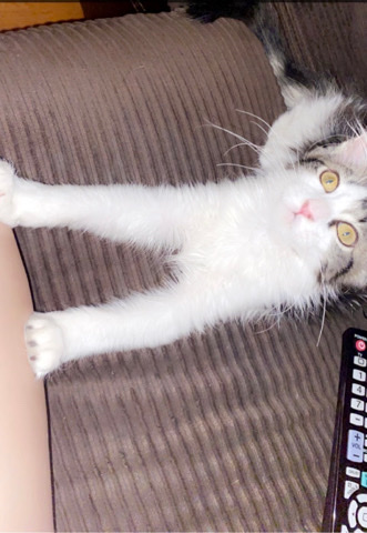15 week old kitten