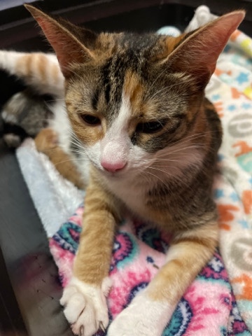 American Curl – American curl cat