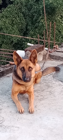 I want to sell my female German shepherd her name
