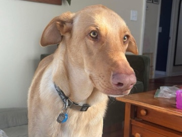 Doberman Pinscher – Meet Fredo – Amissville