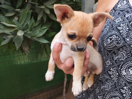 Chihuahua – Chihuhua macho – Mataró