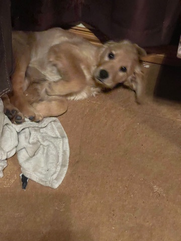 Golden Retriever – 5 month female golden retriever puppy
