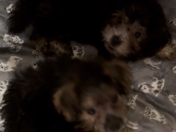Poodle – multi Poodle Mix – Atlanta