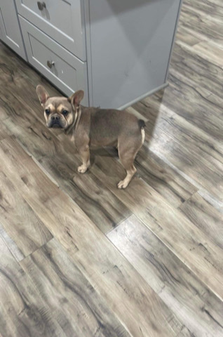 French Bulldog – sable female