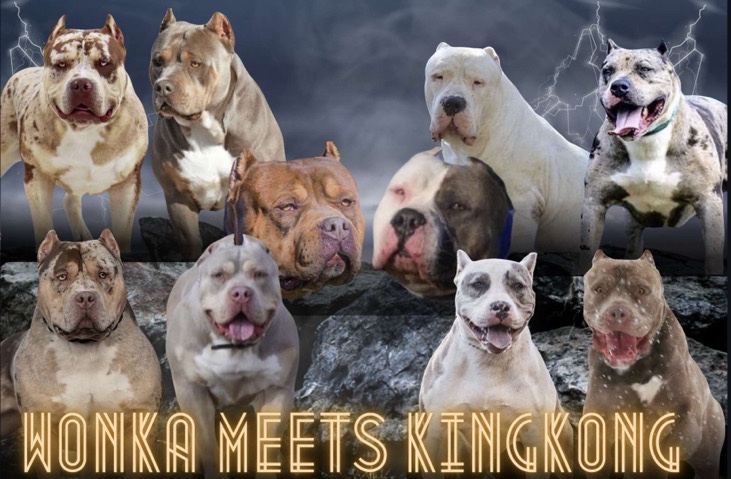 American Pit Bull Terrier – Xl bully pups, old skool meets new school