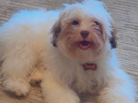 Shih Tzu – Shih Tzu – Houston