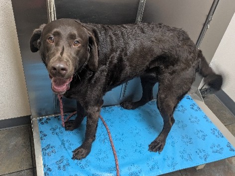 Labrador Retriever – a good dog in need of a good home – Bellingham