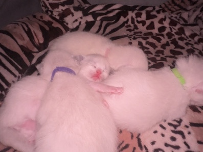 Ragdoll – Ragdoll Kittens – 2 Females & 2 Males Available from Family Cattery – Woluwe-Saint-Pierre