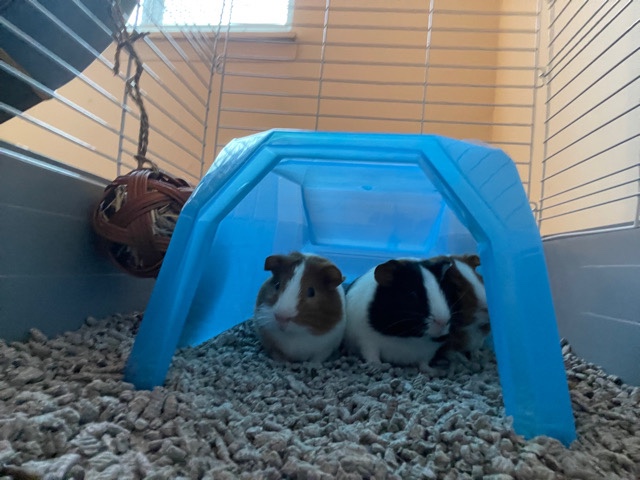 Any – three young Guinea pigs