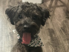 Maltipoo – Mommy – Houston