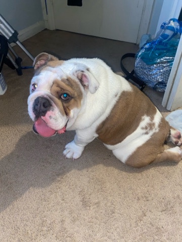Olde English Bulldogge – Adorable English bulldog for sale 🤍