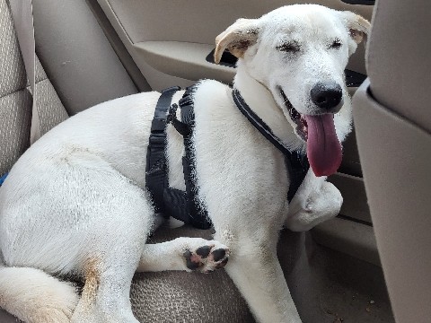Labrador Husky – chien à vendre