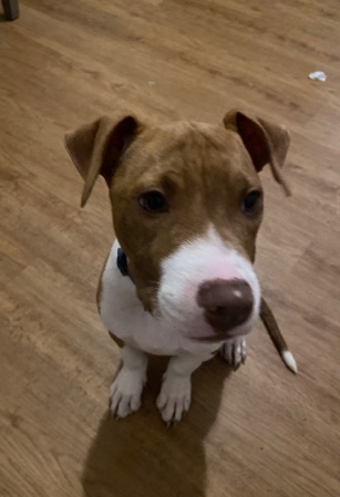 American Pit Bull Terrier – Rocco Needs Rehomed