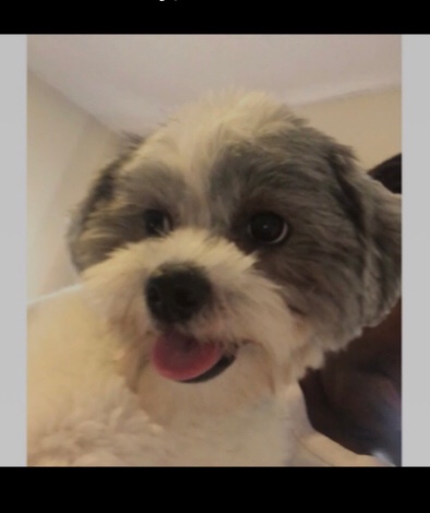 Shih Tzu – Young /cute, almost fully trained,lives in Kansas