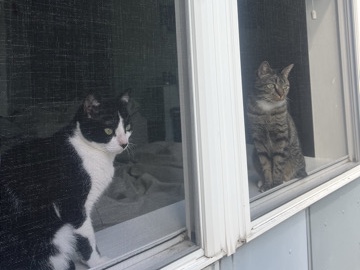 American Shorthair – 2 friendly cats – Indianapolis