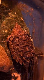 Any – Baby Alligator Snapping Turtle