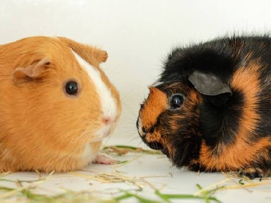 guinea pigs